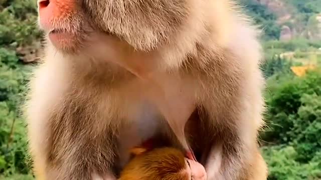 Baby monkey