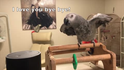 Little grey Parrot