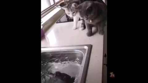 Funny cats funny video moment and try not to Lough