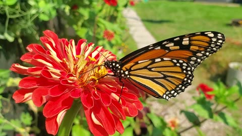 monarch butterfly