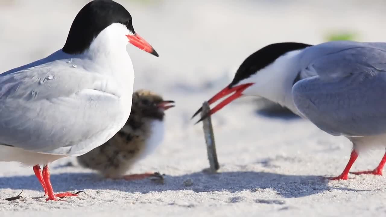 Feeding Time Moments