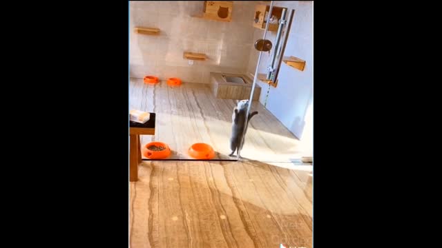 🐈Cat Professional dance😄