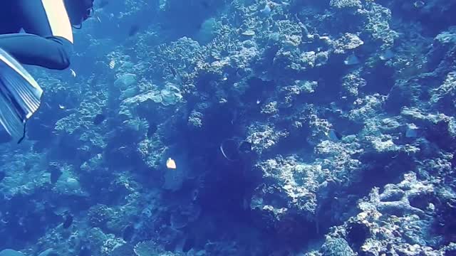 Close-up of thousands of fish on the ocean floor, in coral reefs