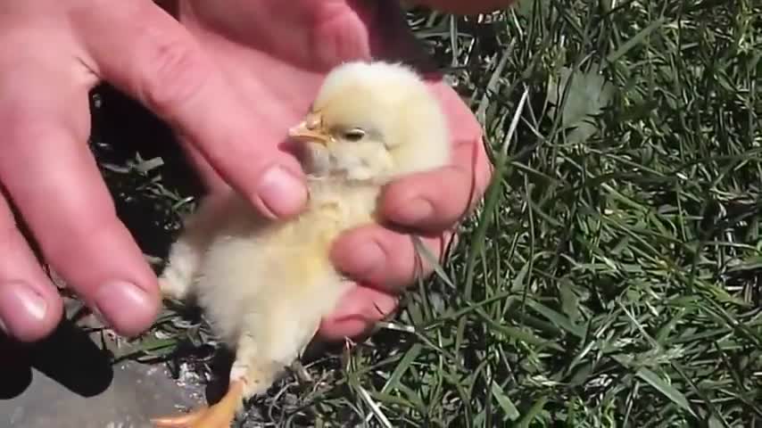 Baby Bird Falls off to Sleeping