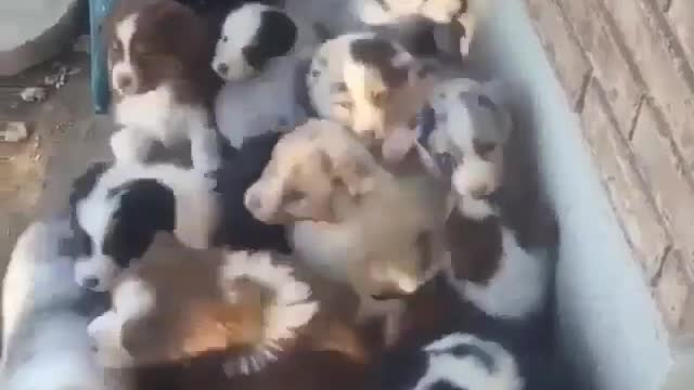 A pack of dogs pounce on you