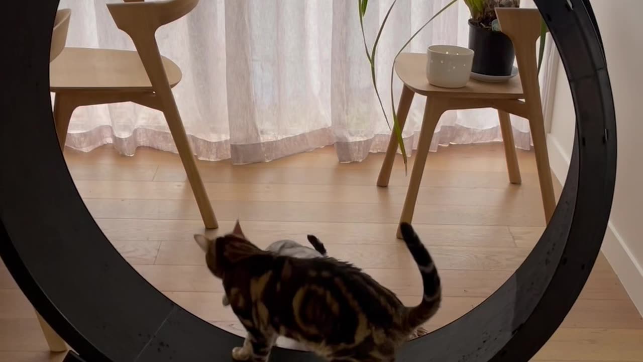 Cat Siblings Are Selfish With The Wheel