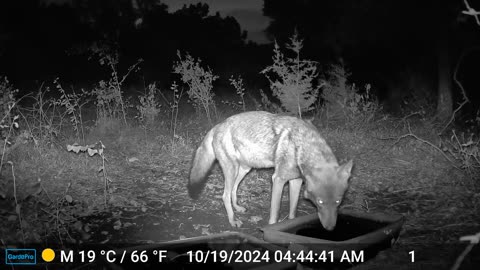 Coyote Washes Something