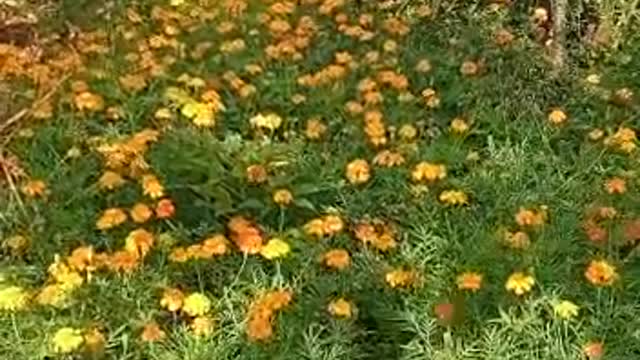 Beautiful Garden jaffna