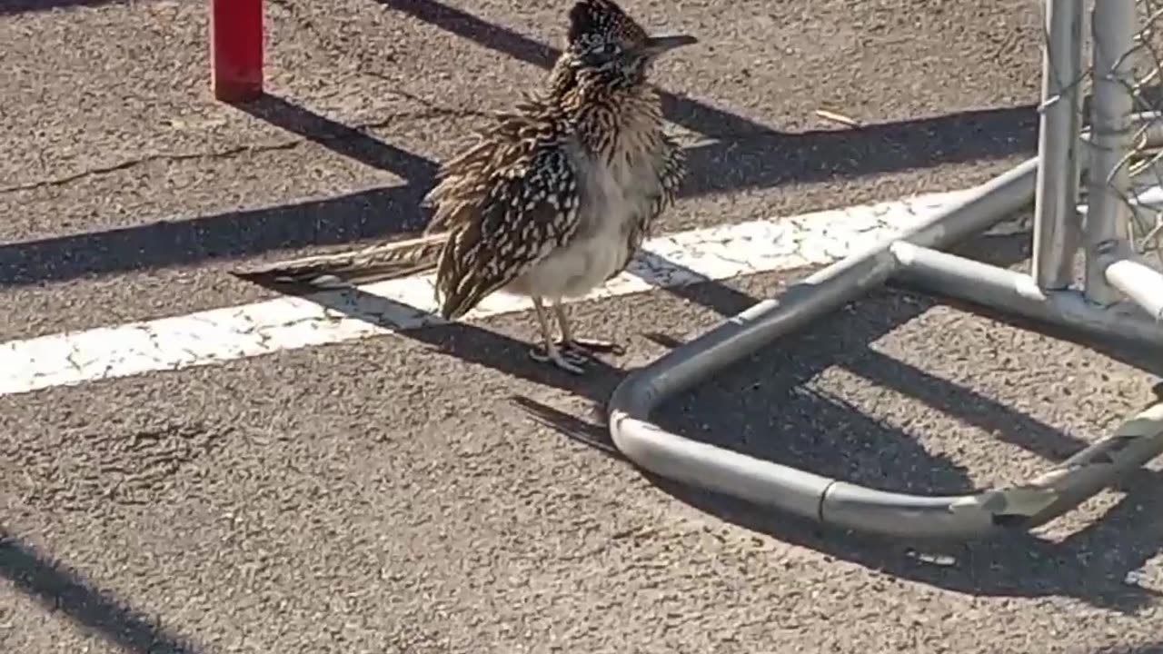 Road Runner at a Lowe's in St. George, Utah