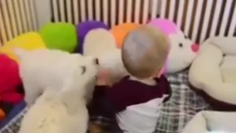 Cute puppies and baby playing together