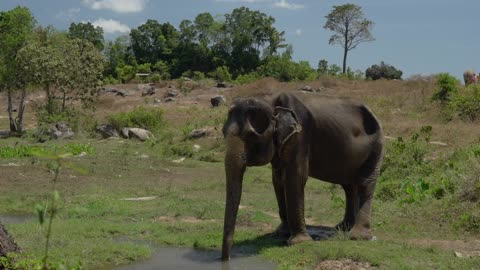 Elephant getting wet with its trunk