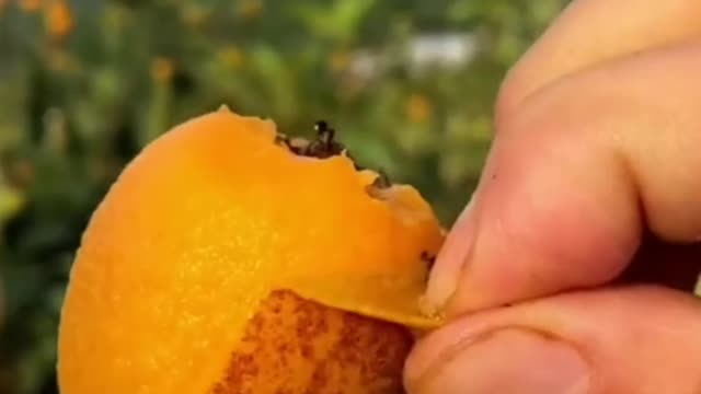 Fruits Video Farm Fresh Ninja Fruit Cutting Satisfying Fruit | Amazing Fruits Video #fruits #short