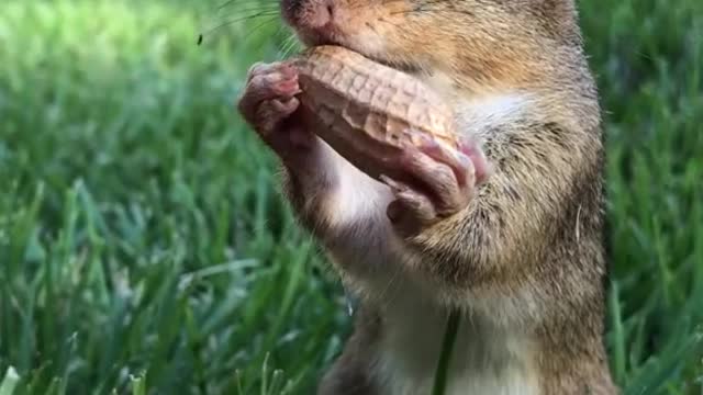 The squirrel fills its mouth