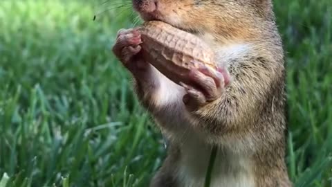 The squirrel fills its mouth