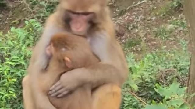 Best Monkey Moments - part1