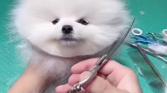 Cute puppy 🐕