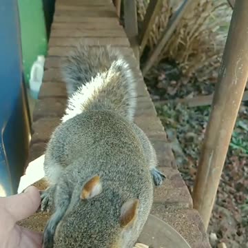 My beautiful Mika filling her cheeks with almonds!!! #squirrel #cute #animals