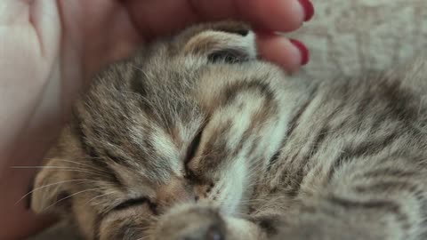 Domestic Cat Sleeping With Human Mother