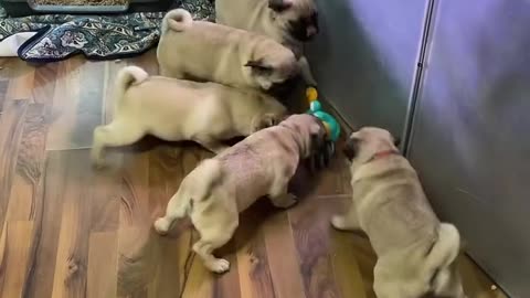 Pugs Playing