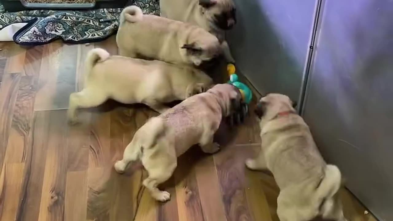 Pugs Playing