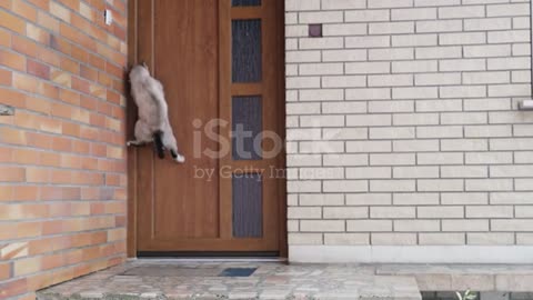 MS Cat jumping,opening front door