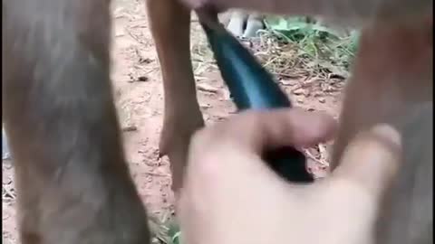 This is a beautiful and charming water-dwelling species