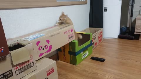 I made a playground for the street cat with a box