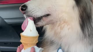 Husky enjoying ice cream in the summer