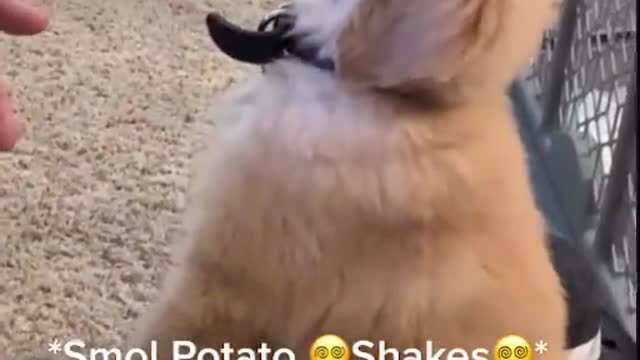 Funny and Cute compilation | Cute compilation. #shorts