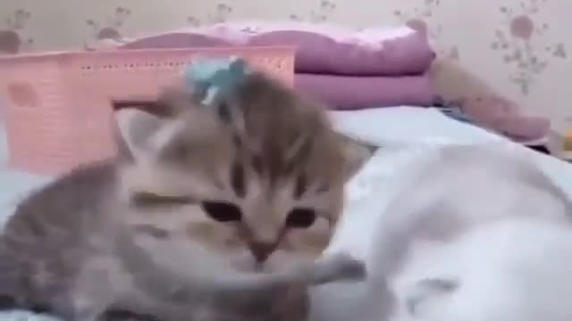 very cute and beautiful kittens