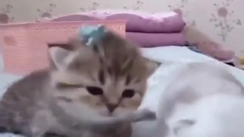 very cute and beautiful kittens