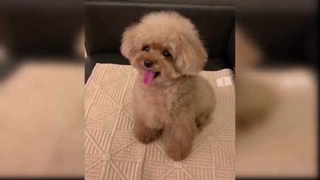 Baby dogs - cute and funny dogs video compilation#3 | Awww animals