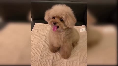 Baby dogs - cute and funny dogs video compilation#3 | Awww animals