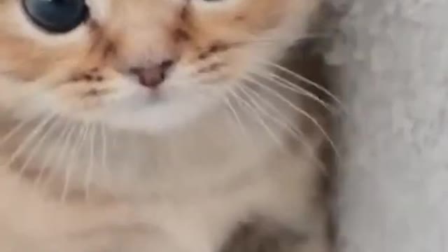 Cute cat funny video