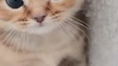 Cute cat funny video