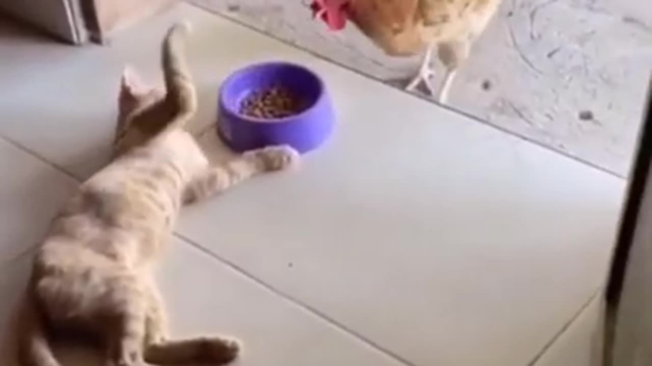 Funny Cat videos 🤣📸😂