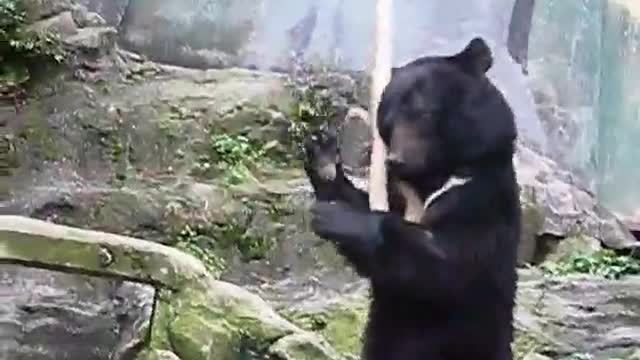 The Real Kungfu Bear