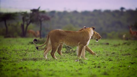 Pair of Lionesses Walking Together