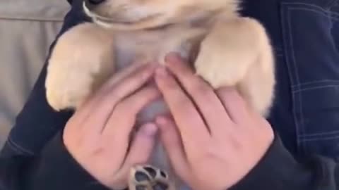 funny video of this dog