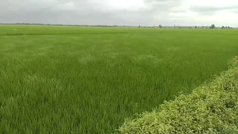 Travel India Village road & Nature