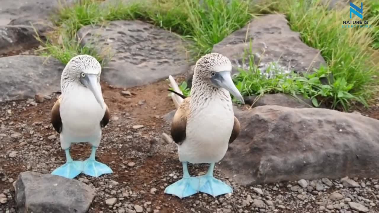 Compilation of Wonderful animals in the world | Nature is Amazing