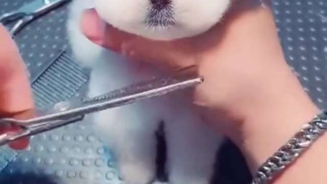 Do you like my new hairstyle