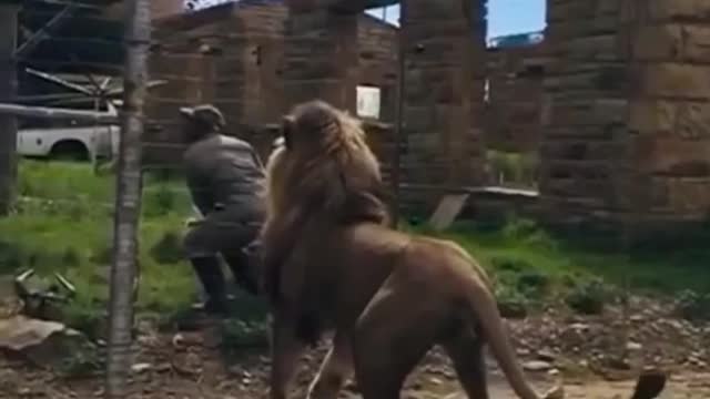 Delivery for king lion