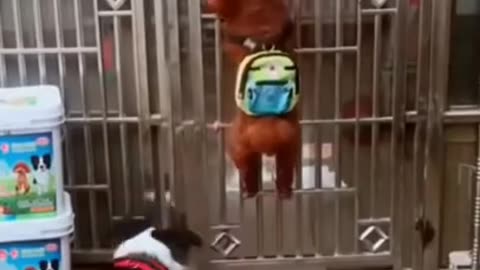 Funny_Dog_Videos_