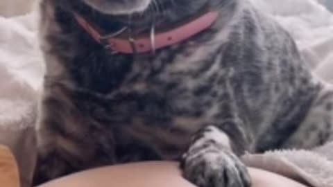 beautiful cat playing home