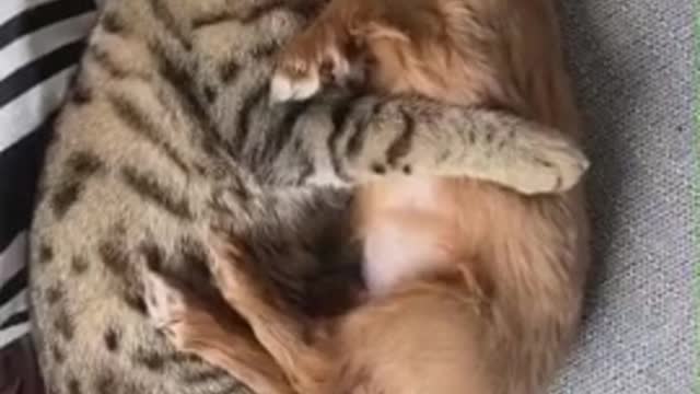 Cat preciously cuddles and grooms tiny puppy!