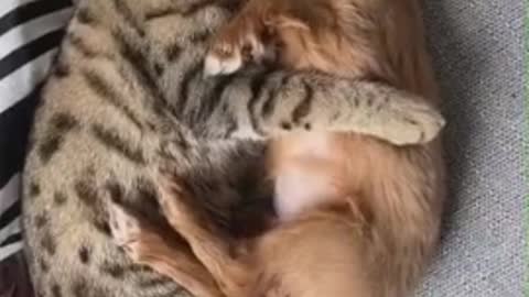 Cat preciously cuddles and grooms tiny puppy!
