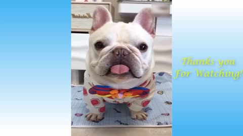 Cute Pets real funny animals