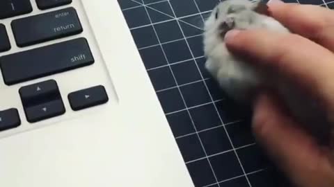 Man Using Real Mouse For Computer