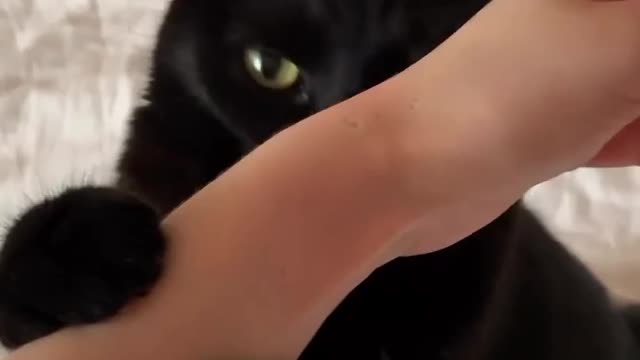 Cat biting